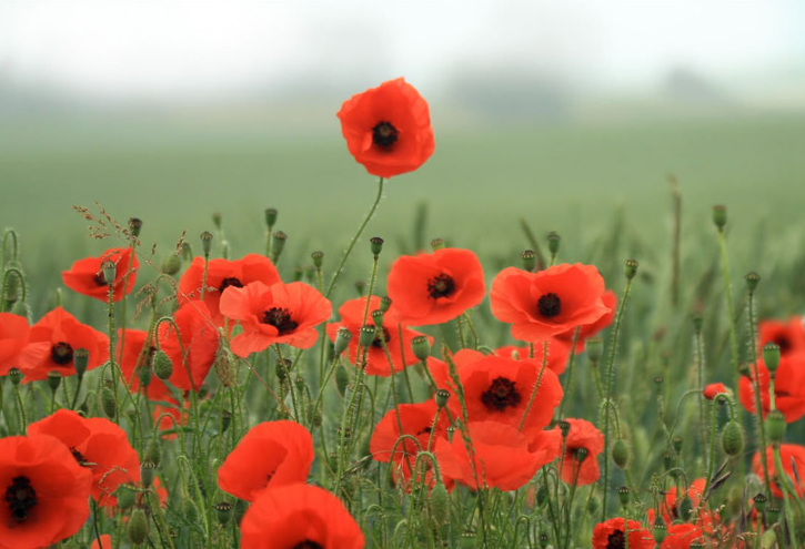 Field of poppies